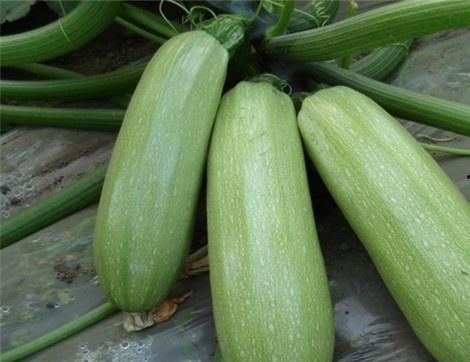 网上吃瓜的好处,揭秘网络八卦的五大益处